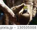 きゅうりを食べるナマケモノ 130505008