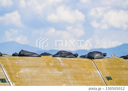 高速道路建設現場 松本市 高速道路建設現場 松本市 130505012