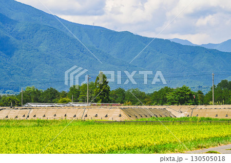 夏の田園風景と道路建設現場 松本市 夏の田園風景と道路建設現場 松本市 130505018