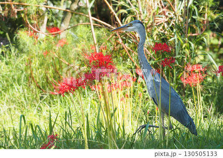 アオサギと彼岸花 アオサギと彼岸花 130505133