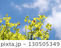 ユリノキと秋空　バックグラウンド 130505349