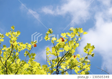 ユリノキと秋空　バックグラウンド 130505349