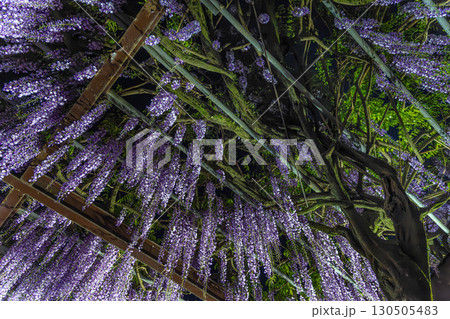 藤棚 130505483
