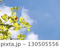 ユリノキと秋空　バックグラウンド 130505556