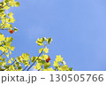 ユリノキと秋空　バックグラウンド 130505766