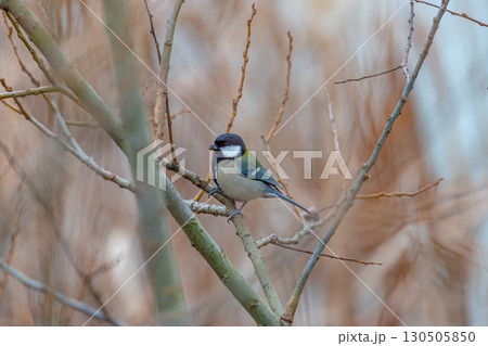 枝にとまるシジュウカラ 枝にとまるシジュウカラ 130505850