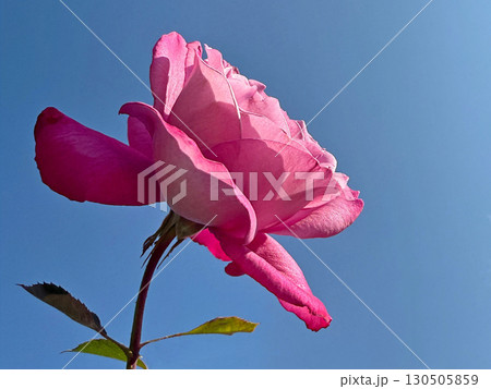 Beautiful pink rose on blue sky. 130505859