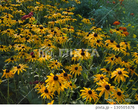 Rudbeckia fulgida Black-eyed Susan or Orange Coneflower cheerful daisy like flowers yellow orange petals. 130505876