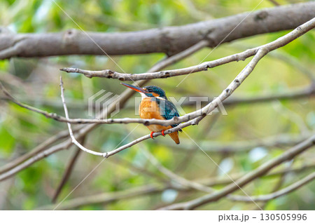 枝にとまるカワセミ 130505996