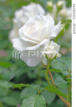 家の周りの草花　四季の色々　初夏のバラ園の花壇を清楚で美しい花が彩りを添えています　　 130506164