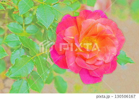 家の周りの草花　四季の色々　初夏のバラ園の花壇を清楚で美しい花が彩りを添えています　　 130506167