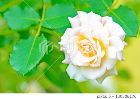 家の周りの草花　四季の色々　初夏のバラ園の花壇を清楚で美しい花が彩りを添えています　　 130506176