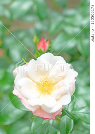 家の周りの草花 四季の色々 初夏のバラ園の花壇を清楚で美しい花が彩りを添えています 家の周りの草花 四季の色々 初夏のバラ園の花壇を清楚で美しい花が彩りを添えています 130506178