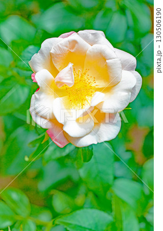 家の周りの草花　四季の色々　初夏のバラ園の花壇を清楚で美しい花が彩りを添えています　　 130506190