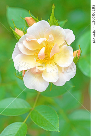 家の周りの草花 四季の色々 初夏のバラ園の花壇を清楚で美しい花が彩りを添えています 家の周りの草花 四季の色々 初夏のバラ園の花壇を清楚で美しい花が彩りを添えています 130506198