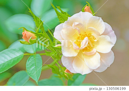 家の周りの草花 四季の色々 初夏のバラ園の花壇を清楚で美しい花が彩りを添えています 家の周りの草花 四季の色々 初夏のバラ園の花壇を清楚で美しい花が彩りを添えています 130506199