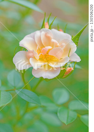 家の周りの草花 四季の色々 初夏のバラ園の花壇を清楚で美しい花が彩りを添えています 家の周りの草花 四季の色々 初夏のバラ園の花壇を清楚で美しい花が彩りを添えています 130506200