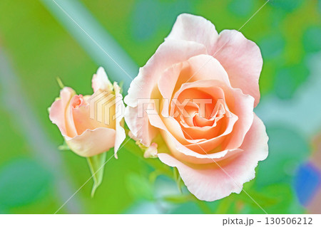 家の周りの草花　四季の色々　初夏のバラ園の花壇を清楚で美しい花が彩りを添えています　　 130506212