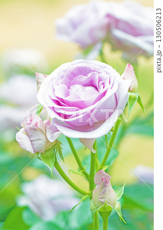 家の周りの草花 四季の色々 初夏のバラ園の花壇を清楚で美しい花が彩りを添えています 家の周りの草花 四季の色々 初夏のバラ園の花壇を清楚で美しい花が彩りを添えています 130506213