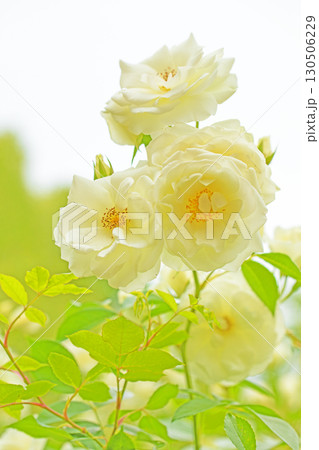 家の周りの草花　四季の色々　初夏のバラ園の花壇を清楚で美しい花が彩りを添えています　　 130506229