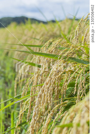 秋の田園風景と実った稲穂 130506402