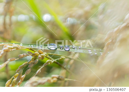 秋の田園風景と実った稲穂 130506407