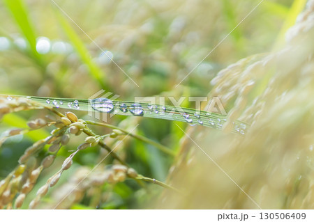 秋の田園風景と実った稲穂 130506409