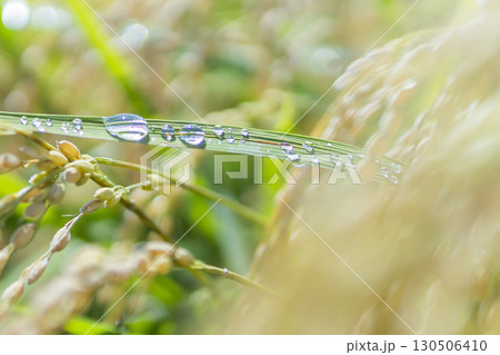 秋の田園風景と実った稲穂 秋の田園風景と実った稲穂 130506410