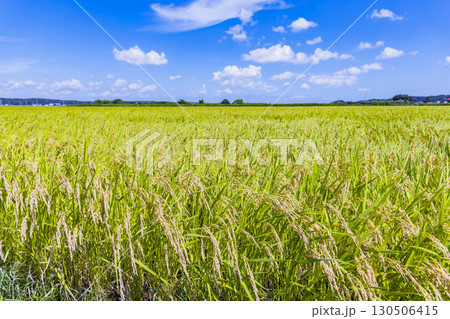 秋の田園風景と実った稲穂 130506415