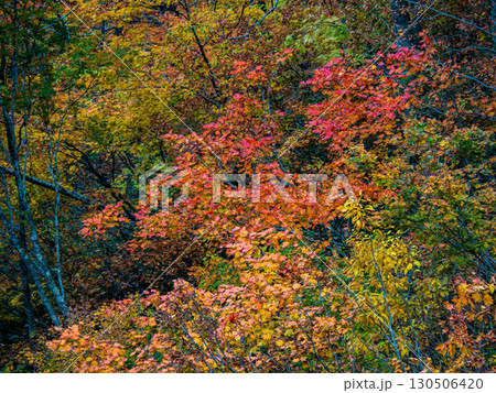 南会津の紅葉 130506420