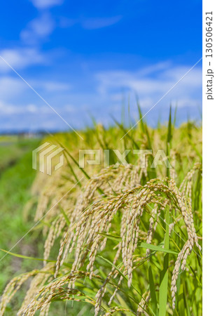 秋の田園風景と実った稲穂 130506421