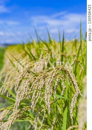 秋の田園風景と実った稲穂 130506425