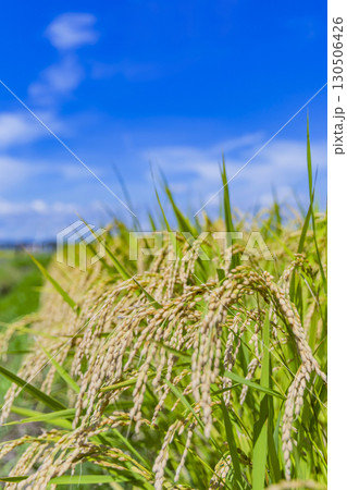 秋の田園風景と実った稲穂 秋の田園風景と実った稲穂 130506426