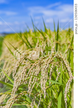 秋の田園風景と実った稲穂 130506433