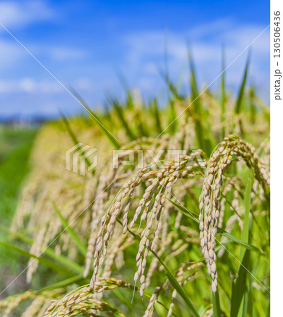 秋の田園風景と実った稲穂 130506436