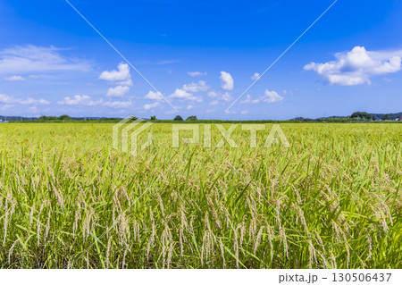 秋の田園風景と実った稲穂 秋の田園風景と実った稲穂 130506437