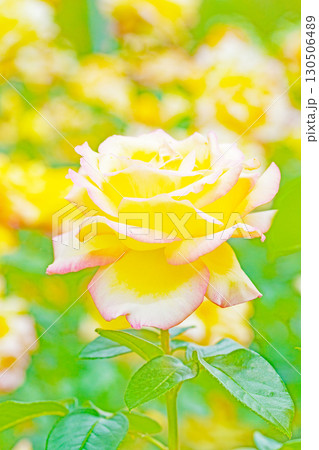 家の周りの草花　四季の色々　初夏のバラ園の花壇を清楚で美しい花が彩りを添えています　　 130506489