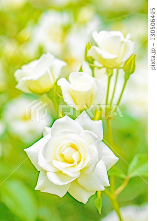 家の周りの草花 四季の色々 初夏のバラ園の花壇を清楚で美しい花が彩りを添えています 家の周りの草花 四季の色々 初夏のバラ園の花壇を清楚で美しい花が彩りを添えています 130506495