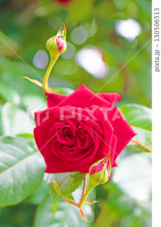 家の周りの草花 四季の色々 初夏のバラ園の花壇を清楚で美しい花が彩りを添えています 家の周りの草花 四季の色々 初夏のバラ園の花壇を清楚で美しい花が彩りを添えています 130506513