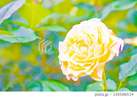 家の周りの草花 四季の色々 初夏のバラ園の花壇を清楚で美しい花が彩りを添えています 家の周りの草花 四季の色々 初夏のバラ園の花壇を清楚で美しい花が彩りを添えています 130506514