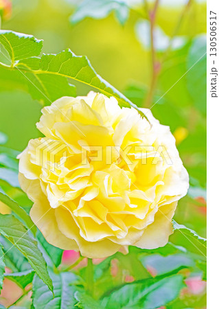 家の周りの草花　四季の色々　初夏のバラ園の花壇を清楚で美しい花が彩りを添えています　　 130506517