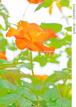 家の周りの草花　四季の色々　初夏のバラ園の花壇を清楚で美しい花が彩りを添えています　　 130506541