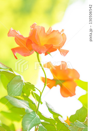家の周りの草花　四季の色々　初夏のバラ園の花壇を清楚で美しい花が彩りを添えています　　 130506542