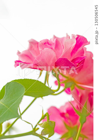 家の周りの草花　四季の色々　初夏のバラ園の花壇を清楚で美しい花が彩りを添えています　　 130506545