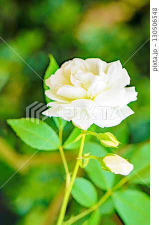 家の周りの草花　四季の色々　初夏のバラ園の花壇を清楚で美しい花が彩りを添えています　　 130506548