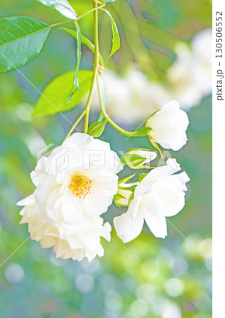 家の周りの草花　四季の色々　初夏のバラ園の花壇を清楚で美しい花が彩りを添えています　　 130506552