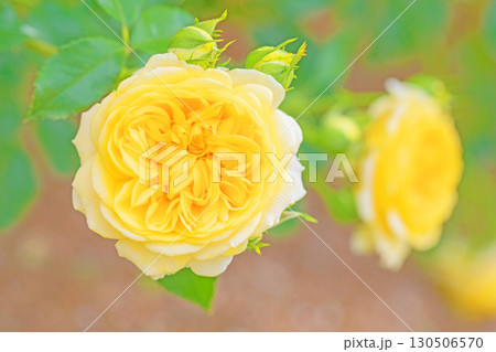 家の周りの草花　四季の色々　初夏のバラ園の花壇を清楚で美しい花が彩りを添えています　　 130506570