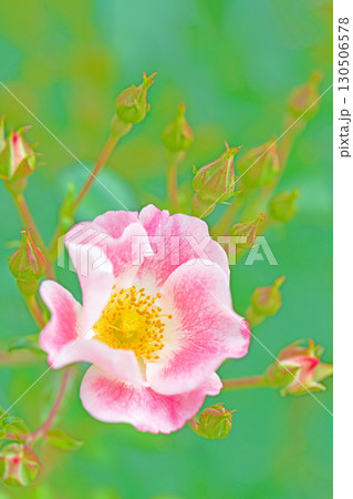 家の周りの草花　四季の色々　初夏のバラ園の花壇を清楚で美しい花が彩りを添えています　　 130506578