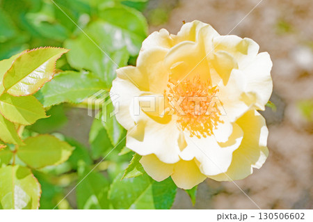 家の周りの草花　四季の色々　初夏のバラ園の花壇を清楚で美しい花が彩りを添えています　　 130506602