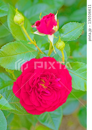 家の周りの草花 四季の色々 初夏のバラ園の花壇を清楚で美しい花が彩りを添えています 家の周りの草花 四季の色々 初夏のバラ園の花壇を清楚で美しい花が彩りを添えています 130506611